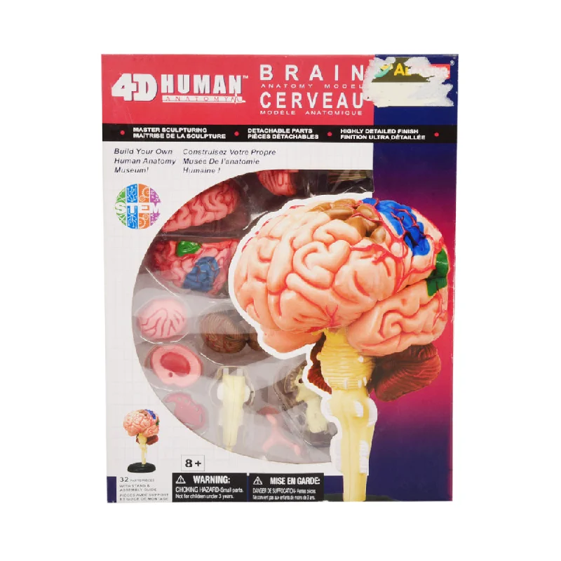 Educational toys for teaching botany to kids​ 626008 4D HUMAN BRAIN ANATOMY D